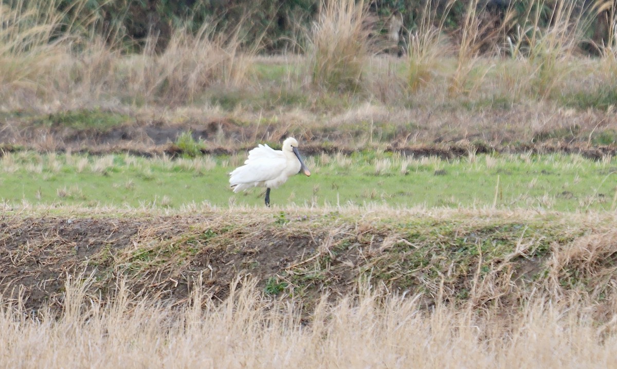 skjestork - ML642646667