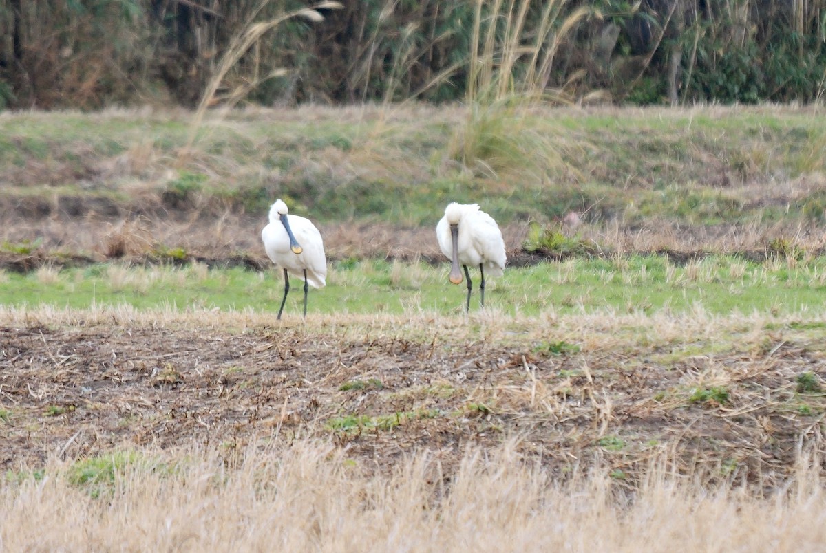 skjestork - ML642646668