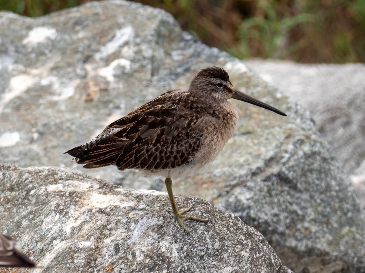 Short-billed Dowitcher - ML642646681
