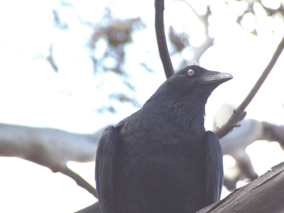 mulgakråke - ML642646683