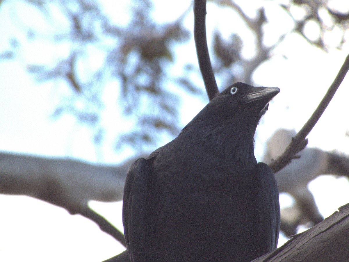 Little Crow - ML642646684