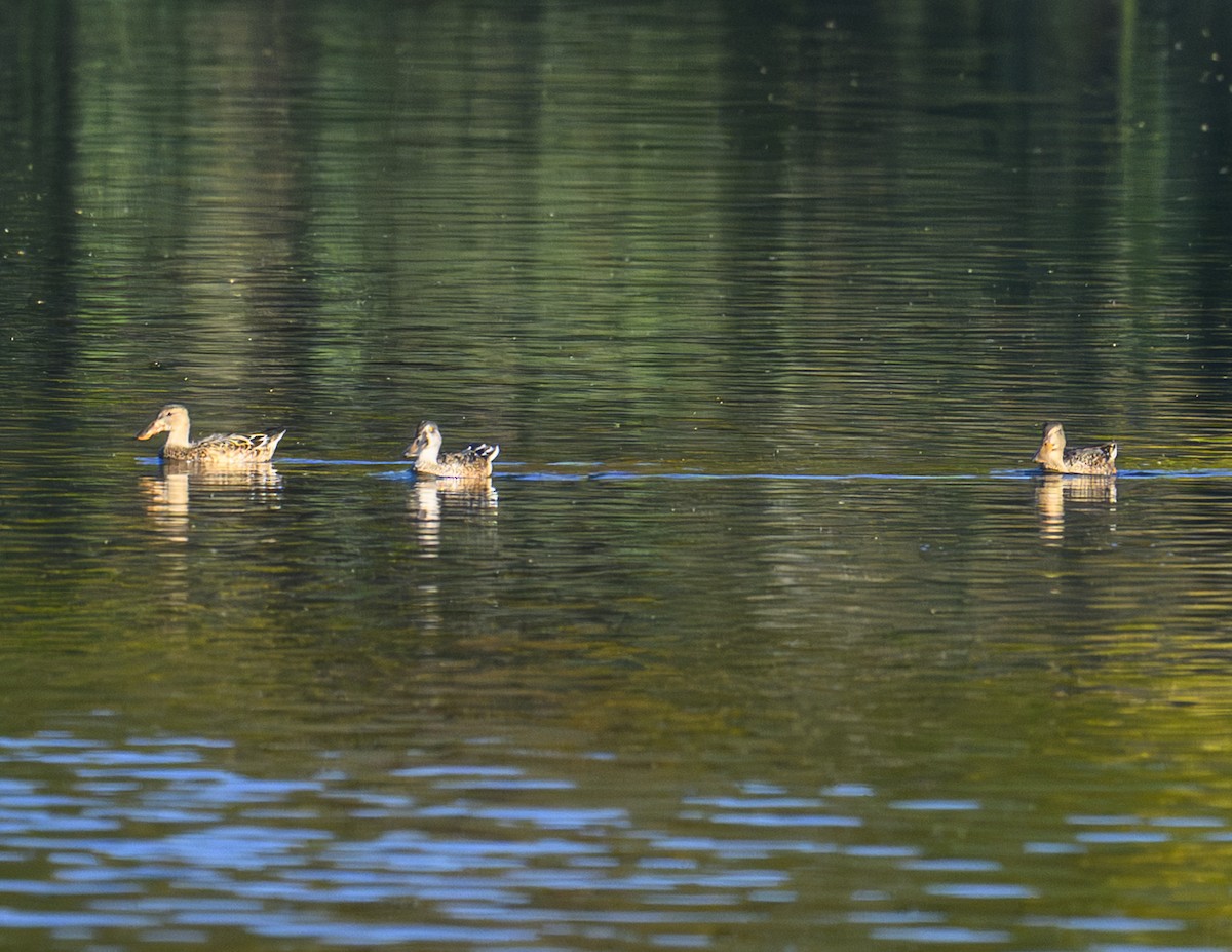 Northern Shoveler - ML642646691