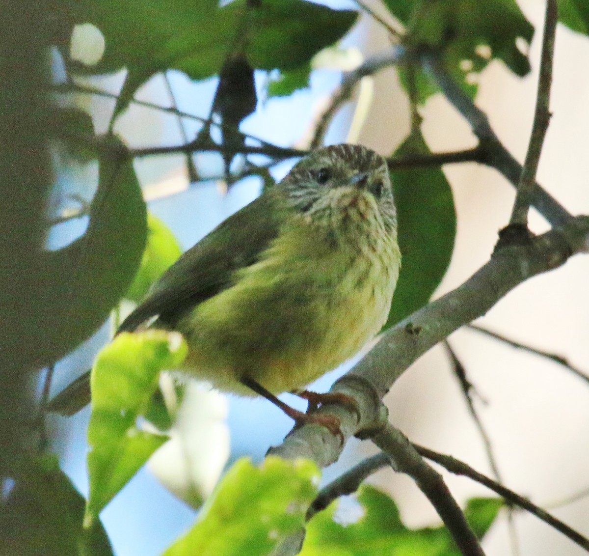 Striated Thornbill - ML64264671