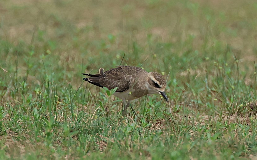 Greater Sand-Plover - ML642646724