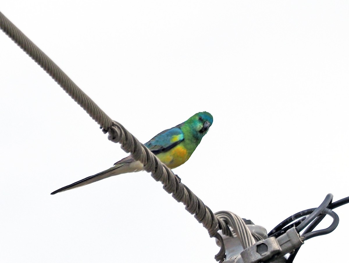 Red-rumped Parrot - ML642646727