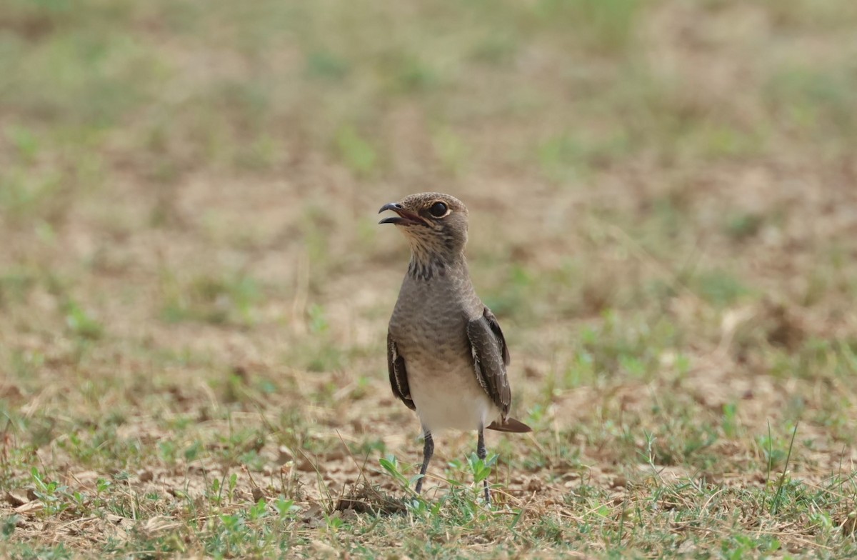 Collared Pratincole - ML642646728