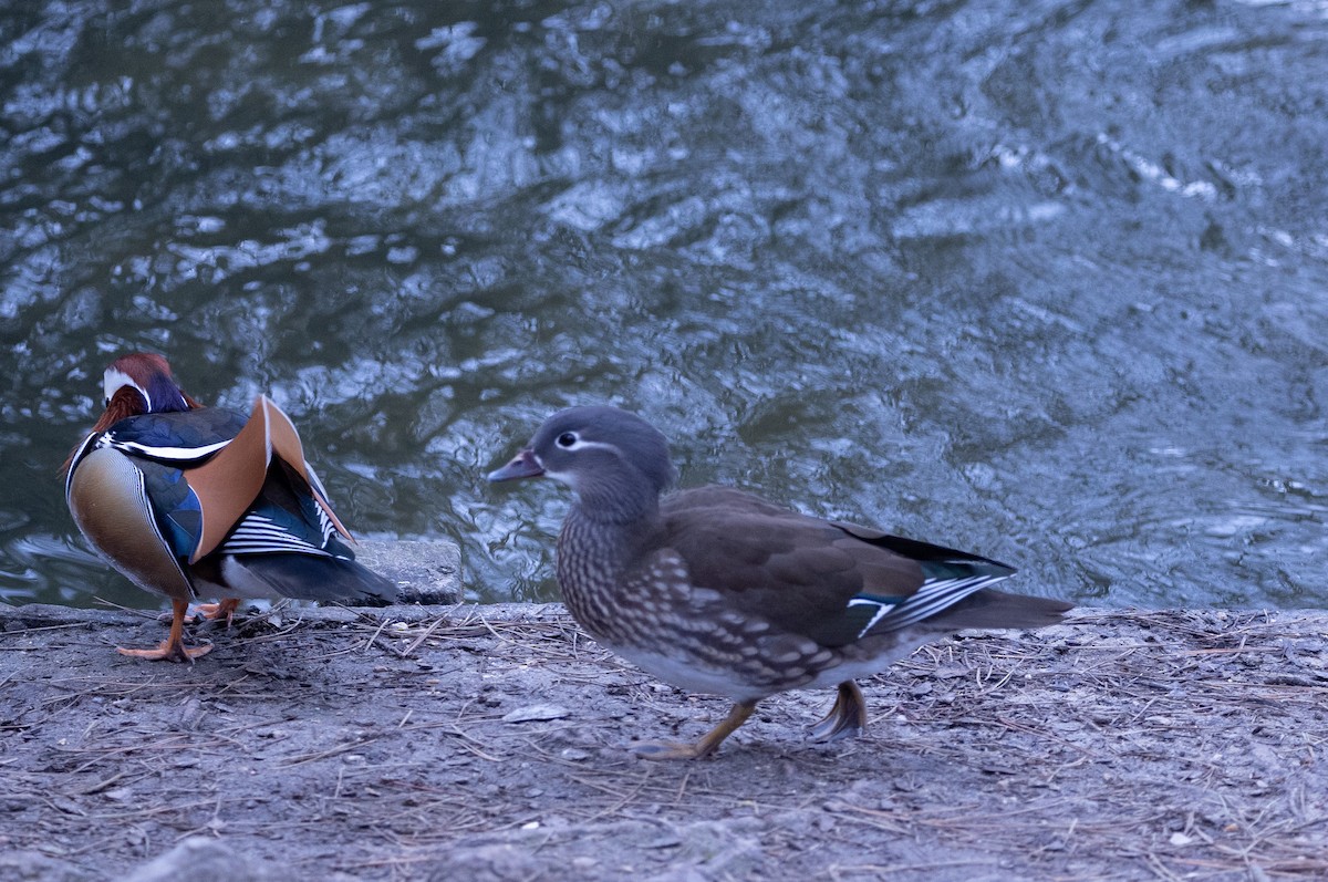 Mandarin Duck - ML642646729