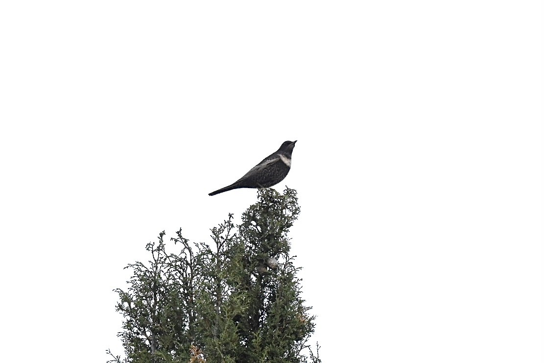 Ring Ouzel - ML642646730