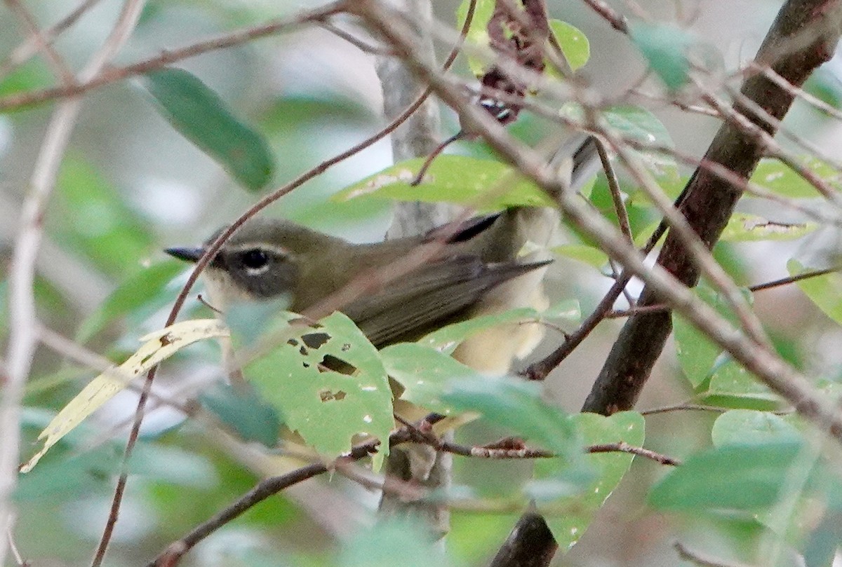 Black-throated Blue Warbler - ML642646762