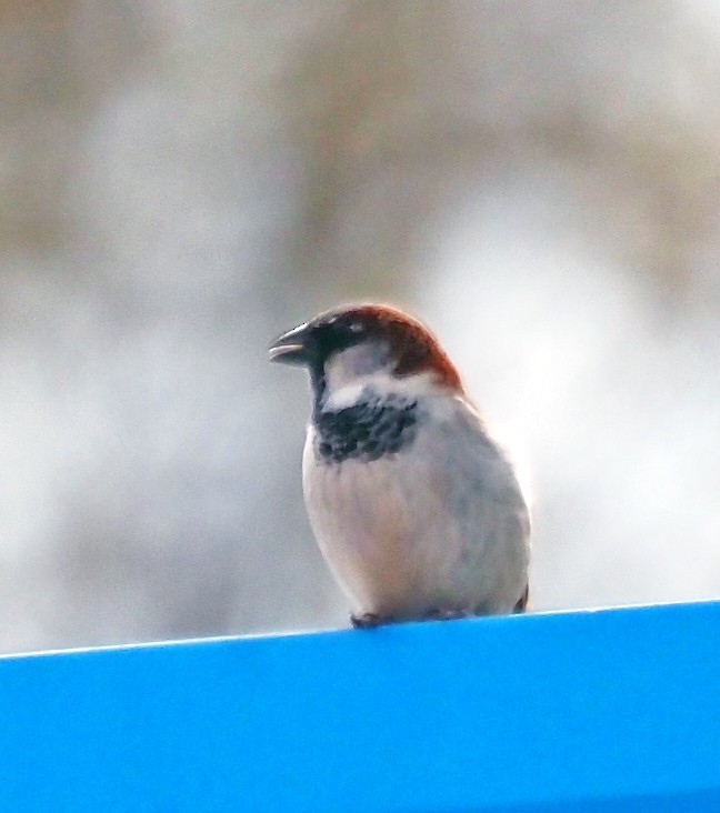 House Sparrow - ML642646765