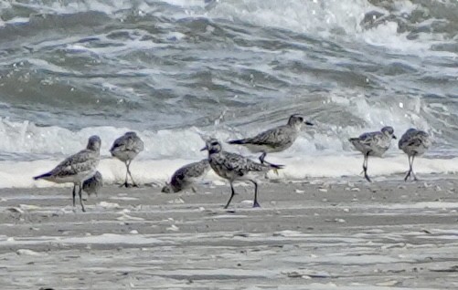 Black-bellied Plover - ML642646767