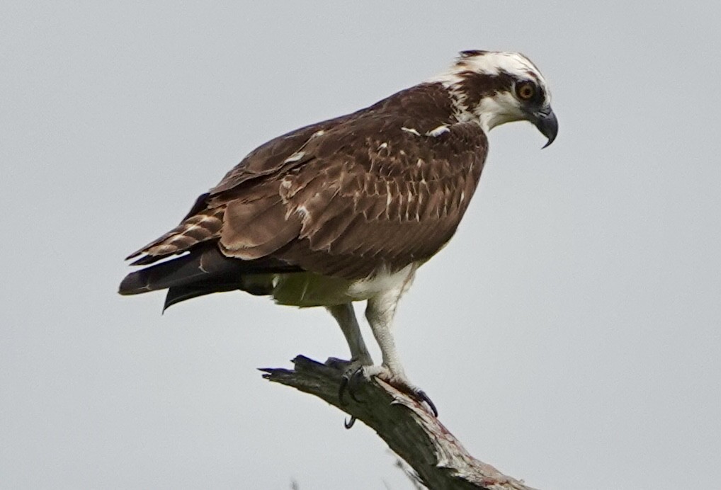 Osprey - ML642646771