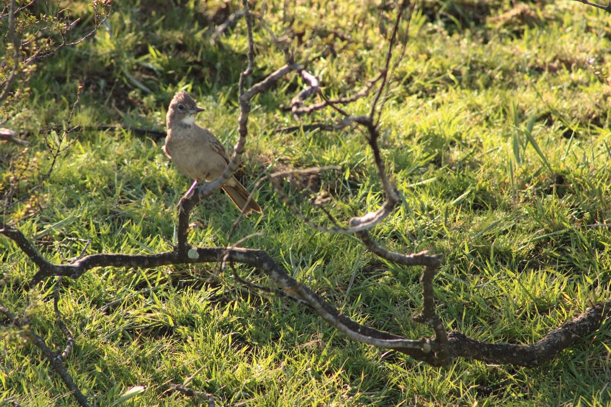 ノドジロエボシカマドドリ - ML642646791