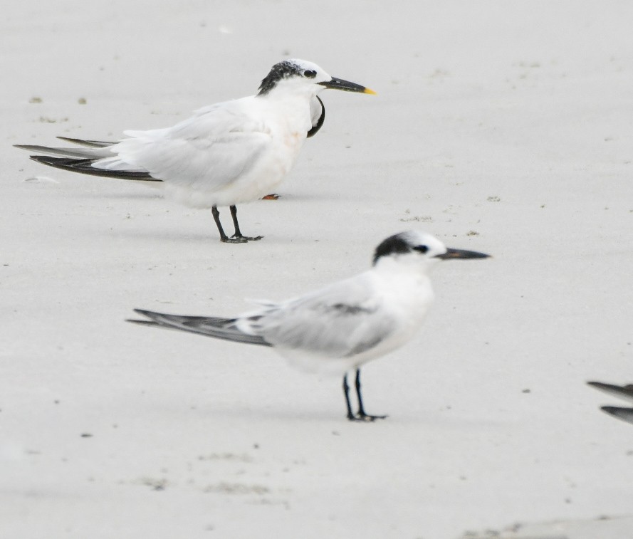 Sandwich Tern - ML642646797