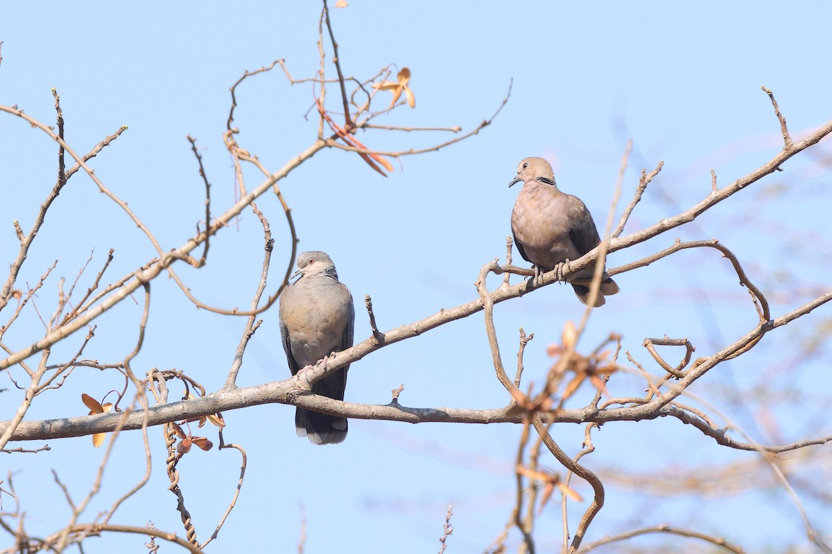 Dusky Turtle-Dove - ML642646804