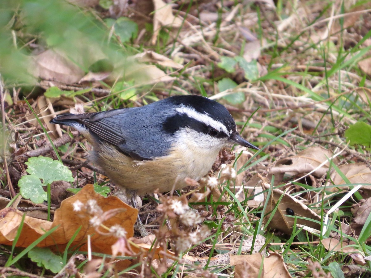Red-breasted Nuthatch - ML642646806