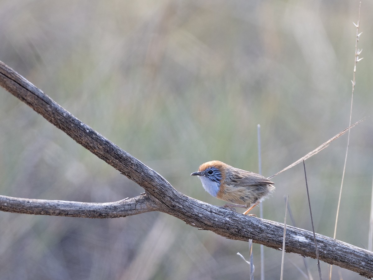 Mallee Emuwren - ML642646816