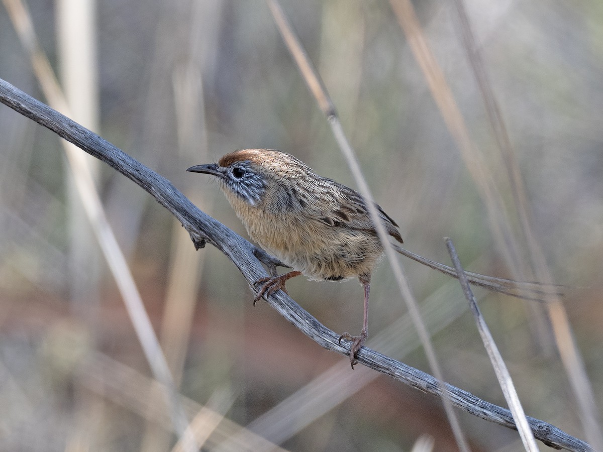 Mallee Emuwren - ML642646817