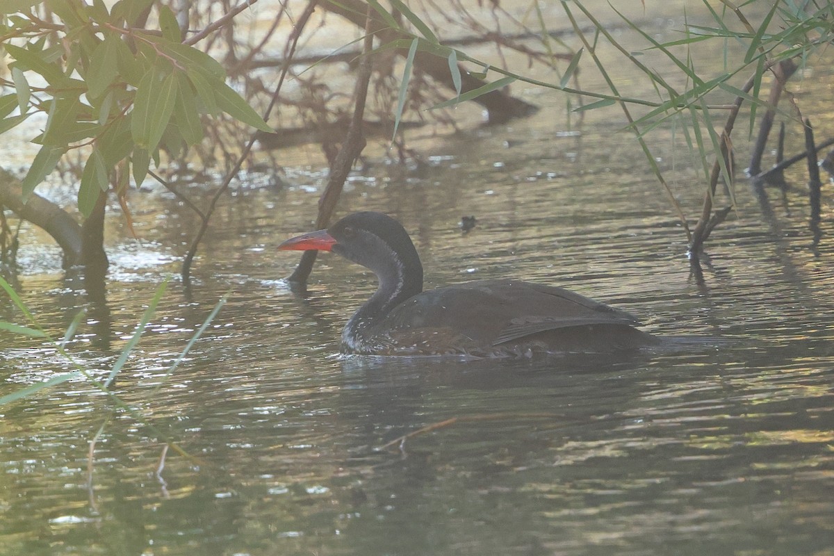 African Finfoot - ML642646839