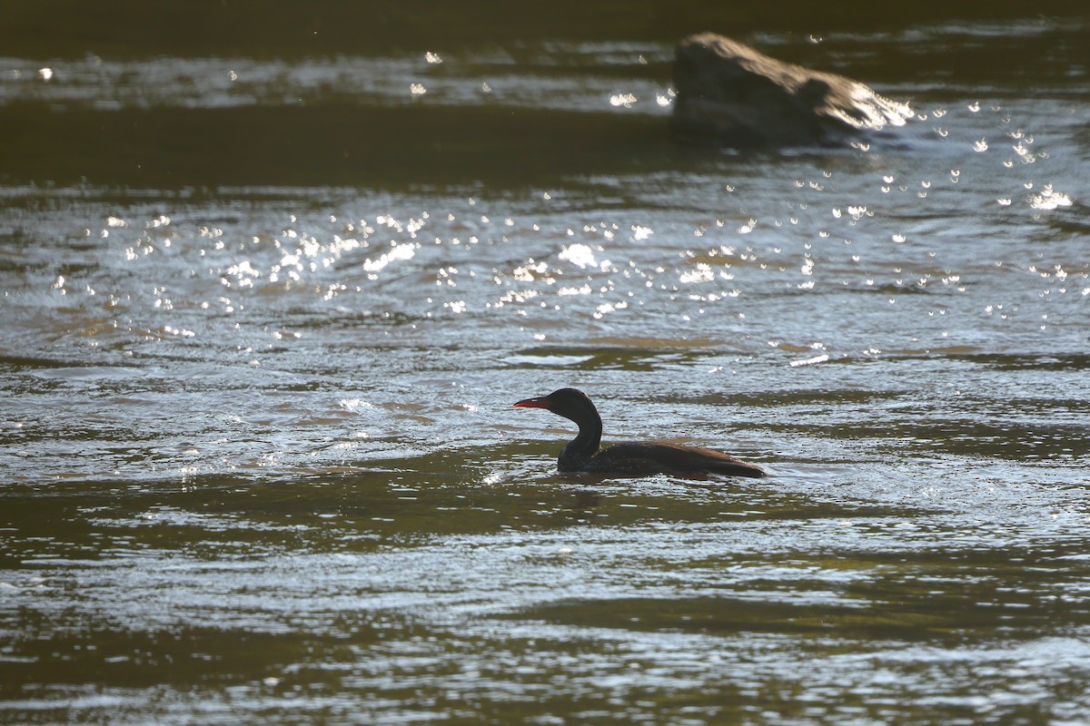 African Finfoot - ML642646841