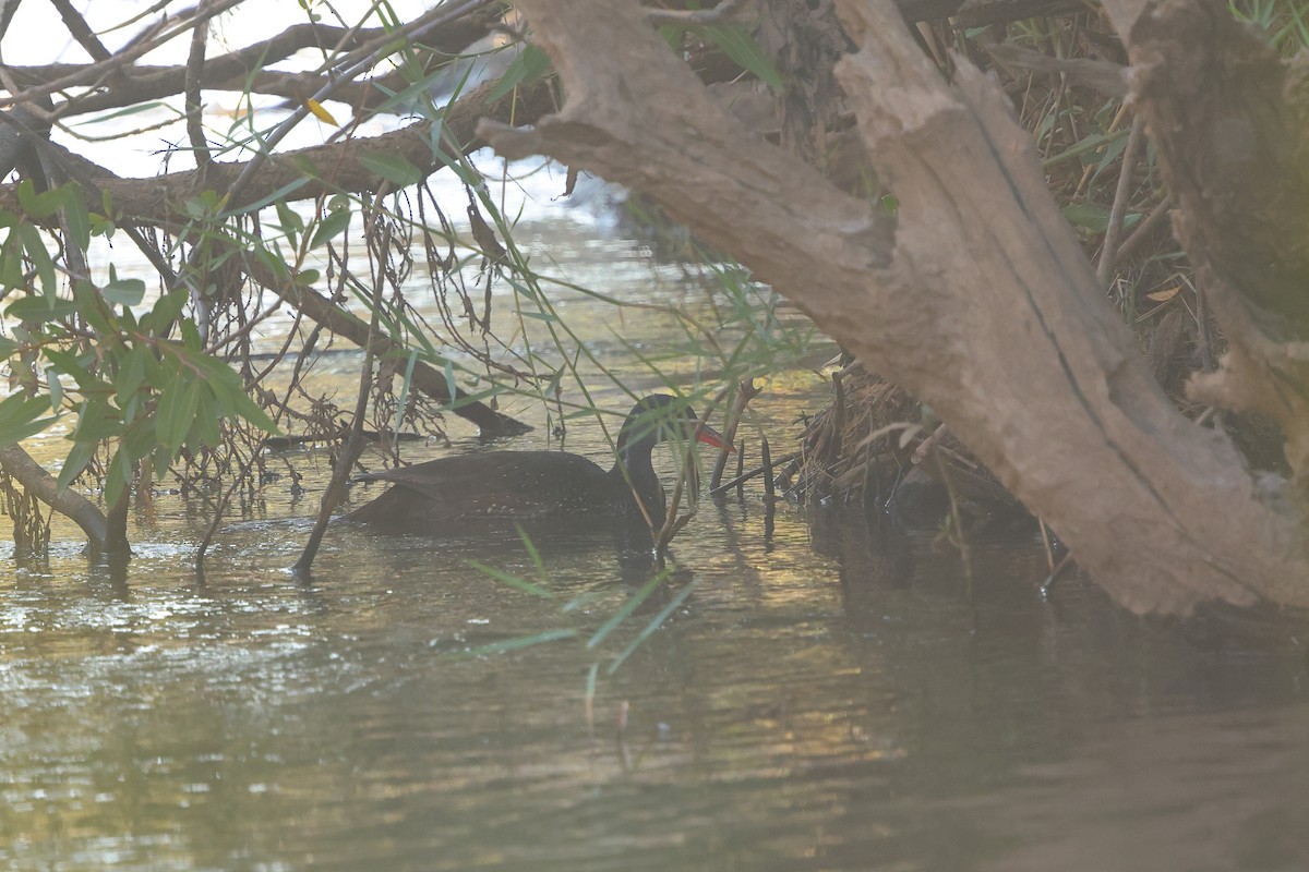 African Finfoot - ML642646842