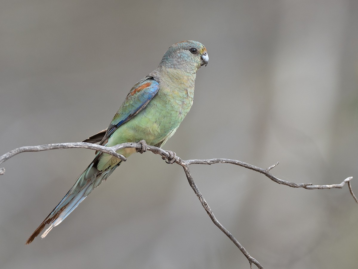 Mulga Parrot - ML642646850