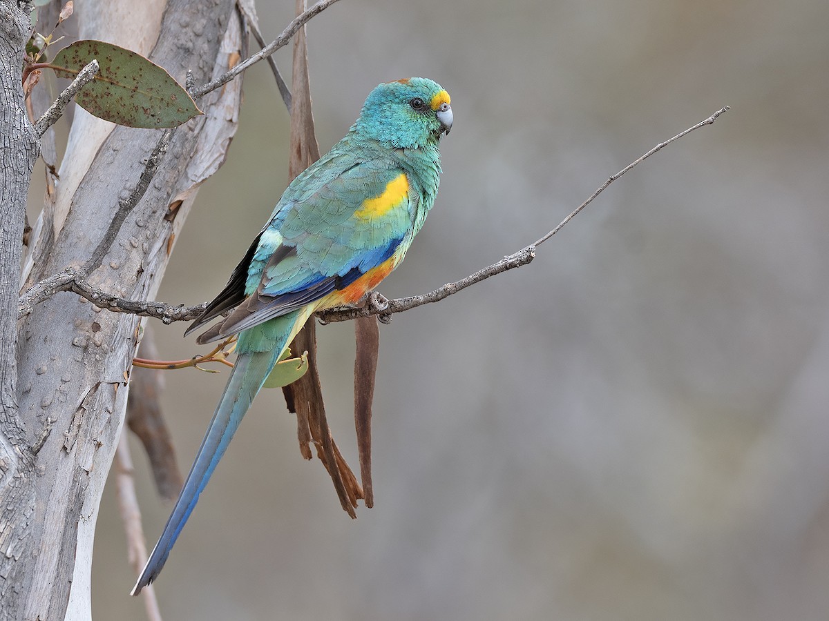 Mulga Parrot - ML642646851