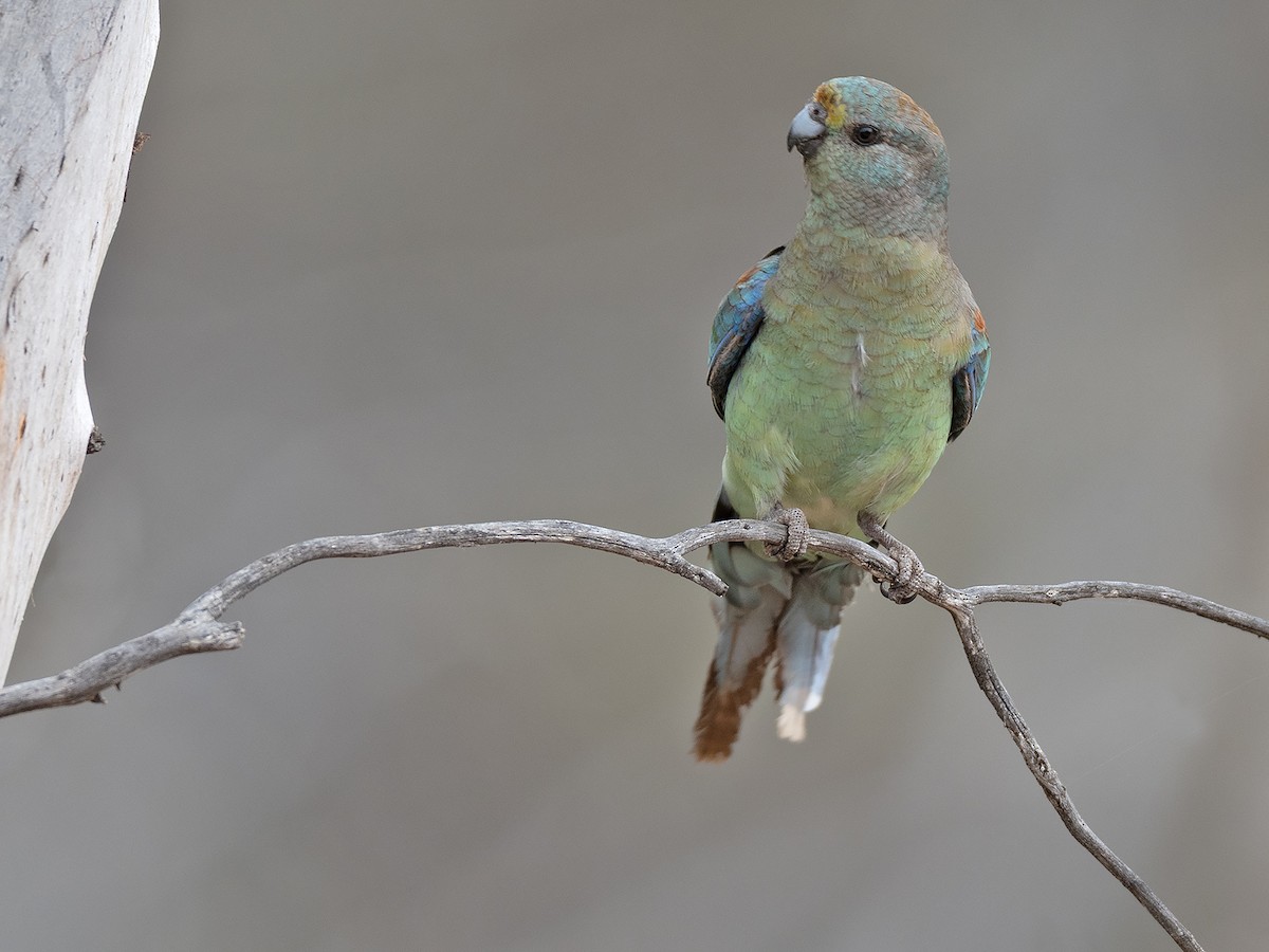Mulga Parrot - ML642646852