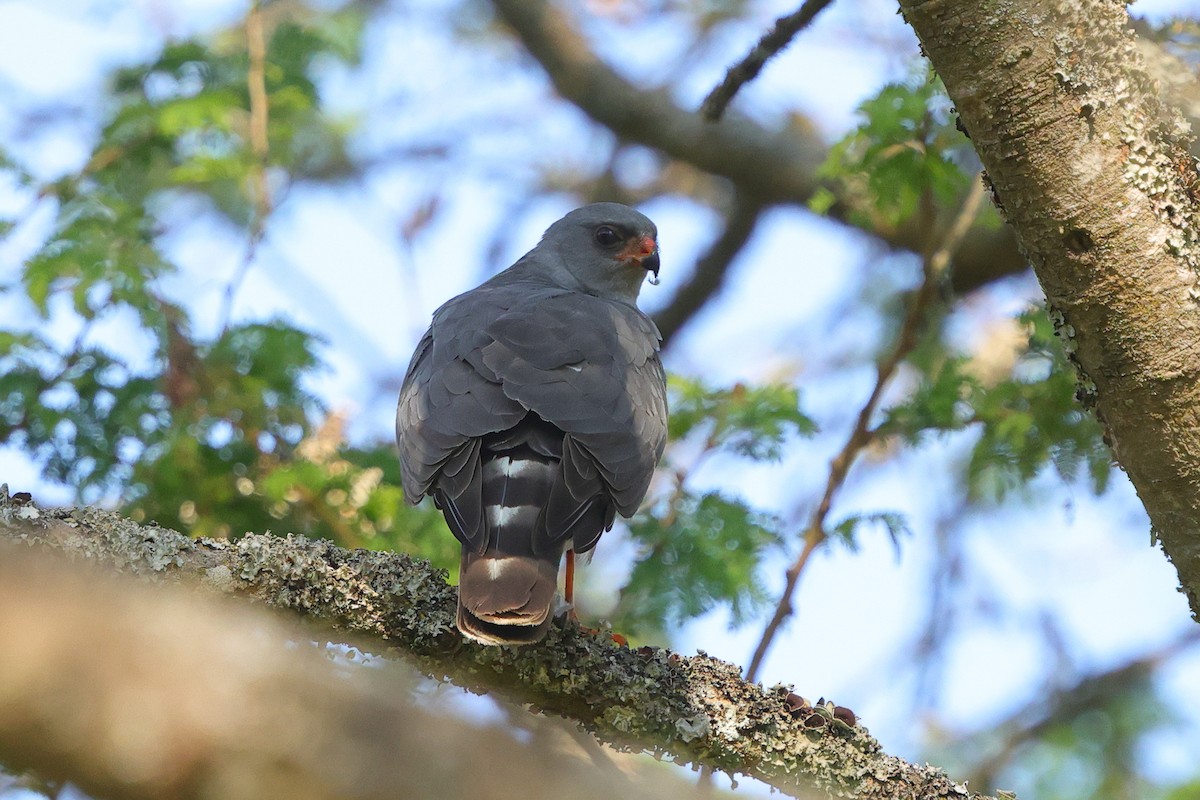 Ovambo Sparrowhawk - ML642646873