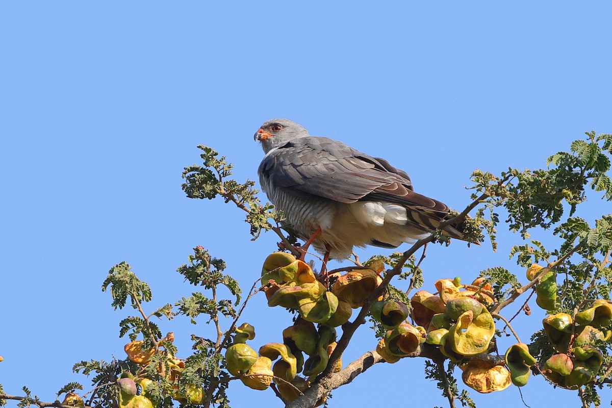 Ovambo Sparrowhawk - ML642646874