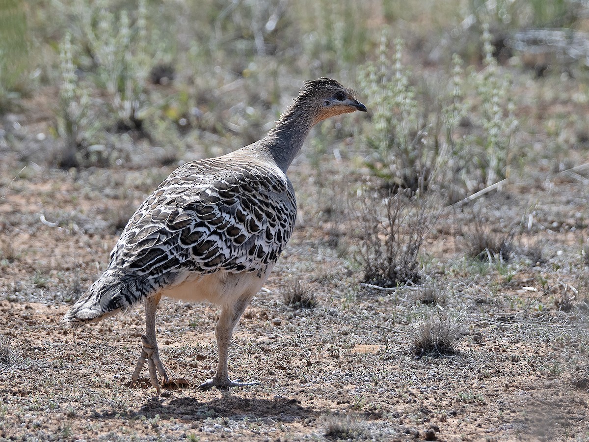 Malleefowl - ML642646902
