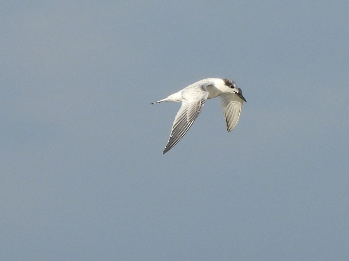 Sandwich Tern - ML642646936