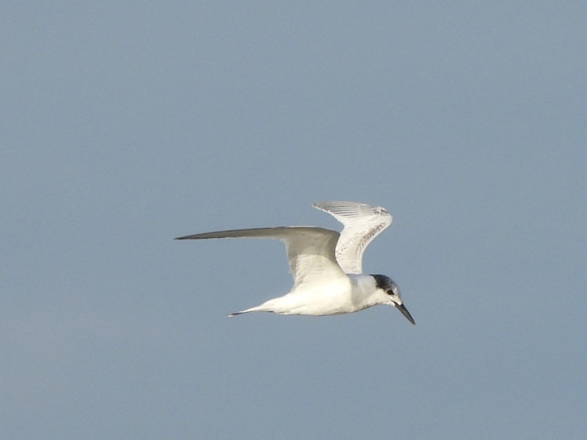 Sandwich Tern - ML642646937