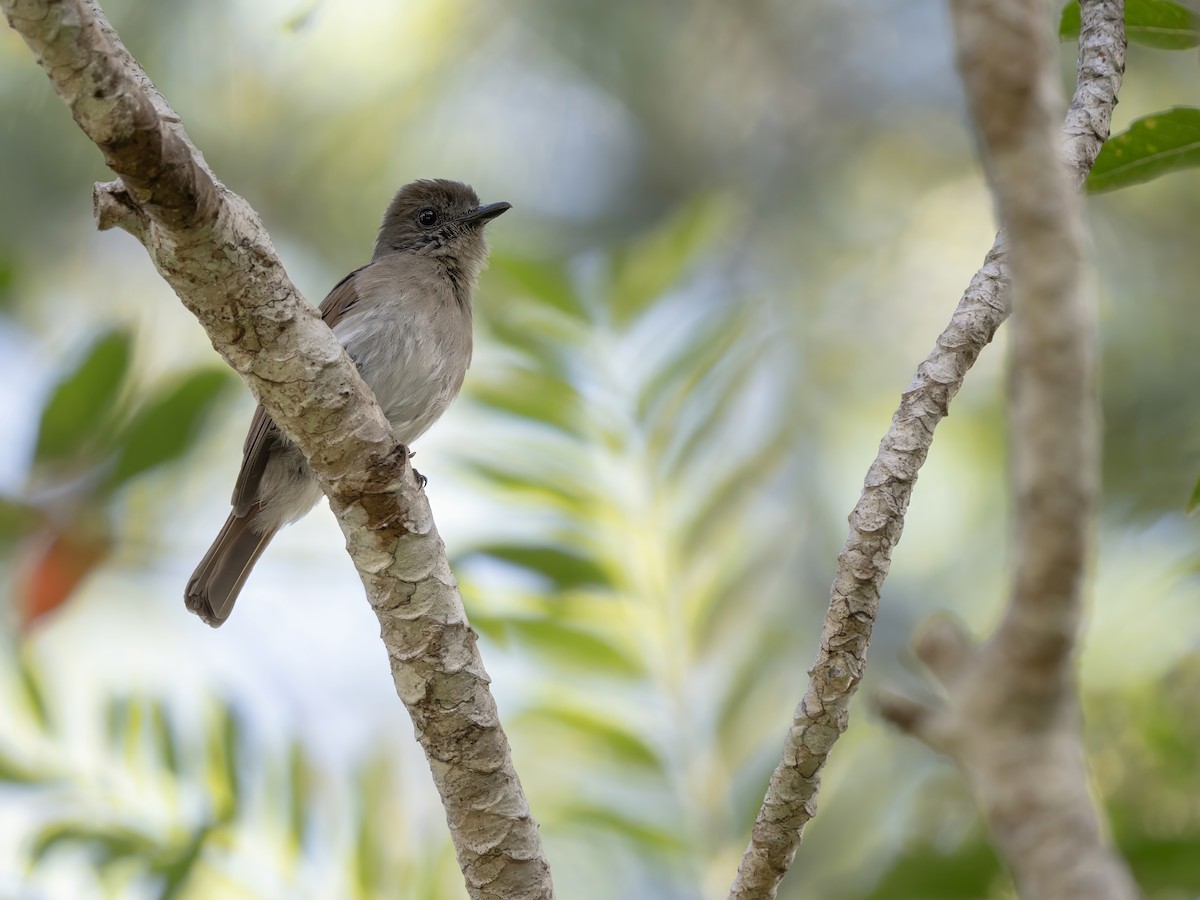 Sumba Jungle Flycatcher - ML642646944
