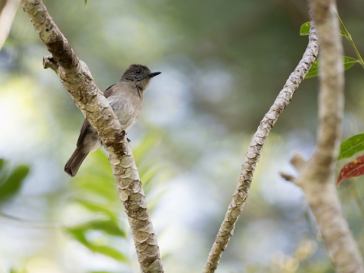 Sumba Jungle Flycatcher - ML642646945