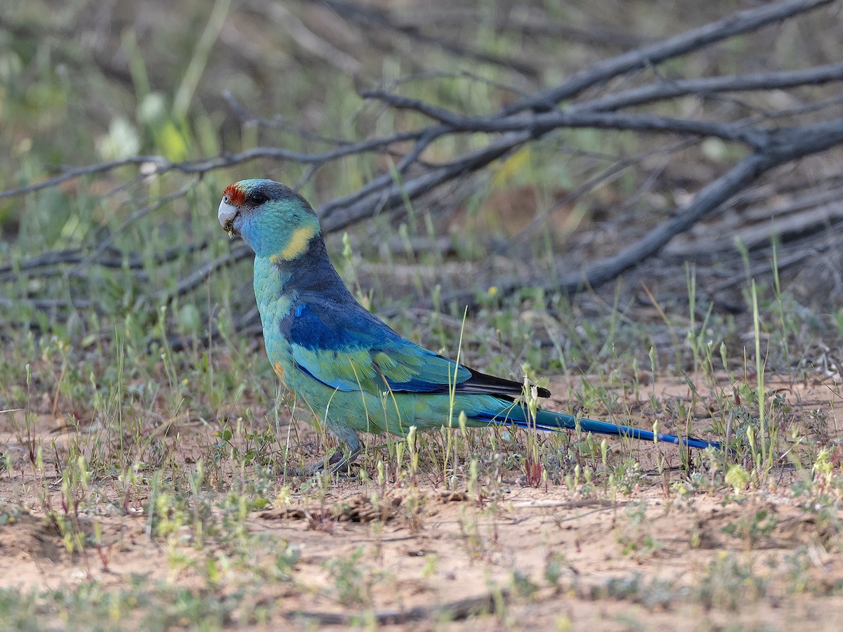 Australian Ringneck - ML642646975