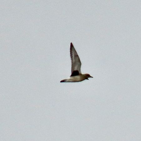 Black-bellied Plover - ML642646992