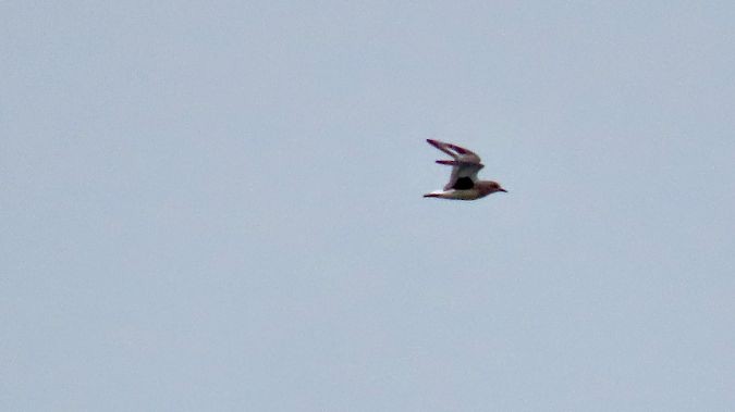 Black-bellied Plover - ML642646993
