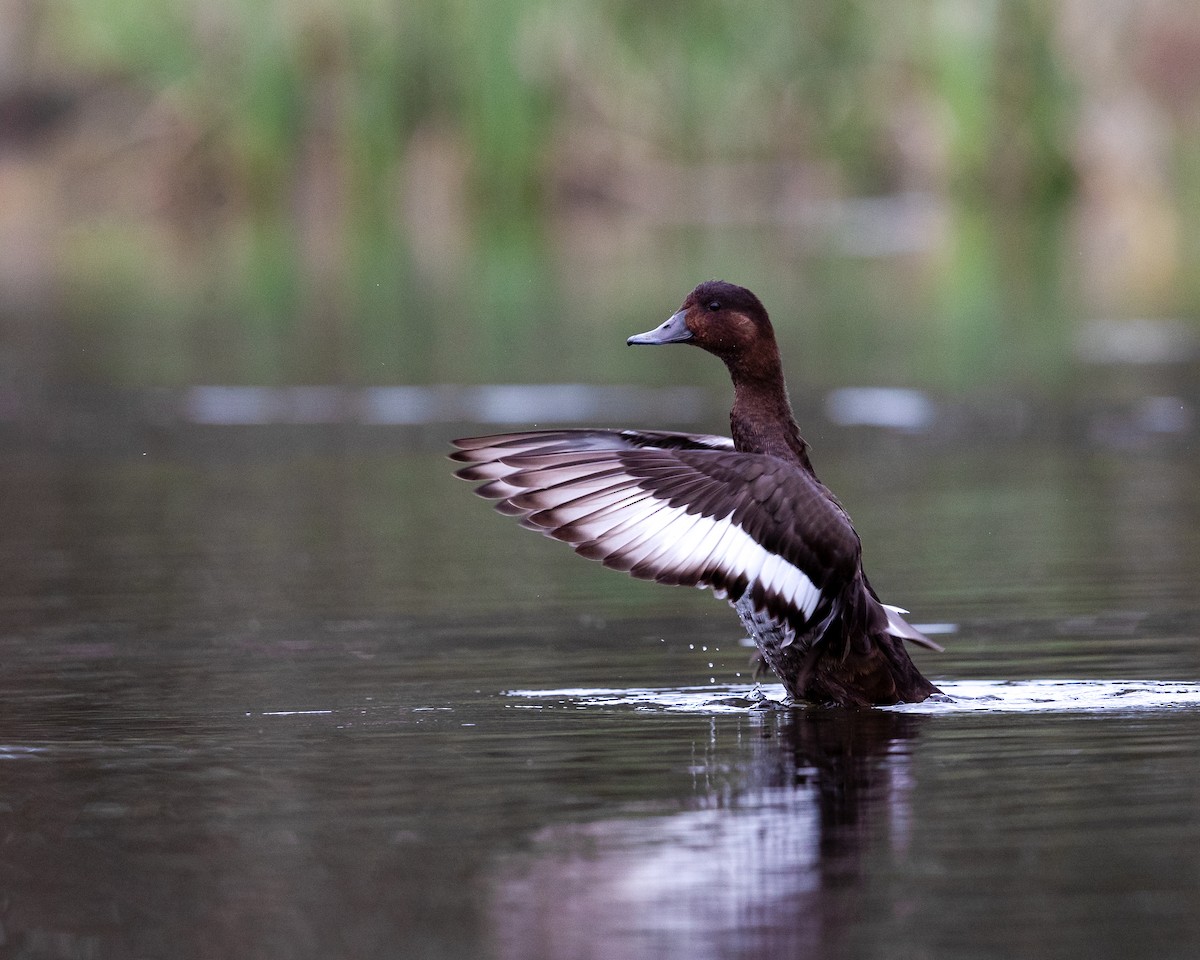 Hardhead - ML642646999