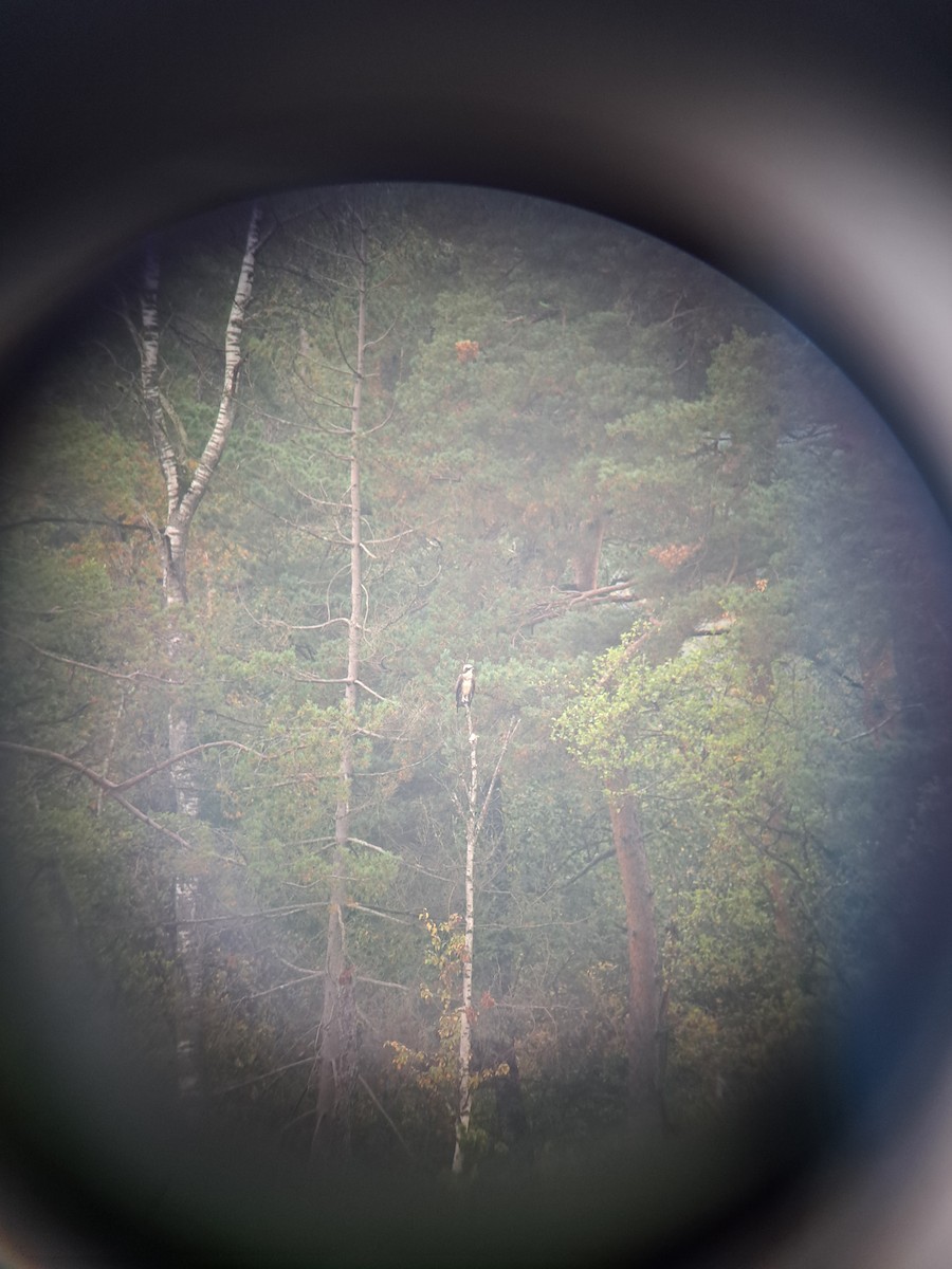 Osprey - ML642647010