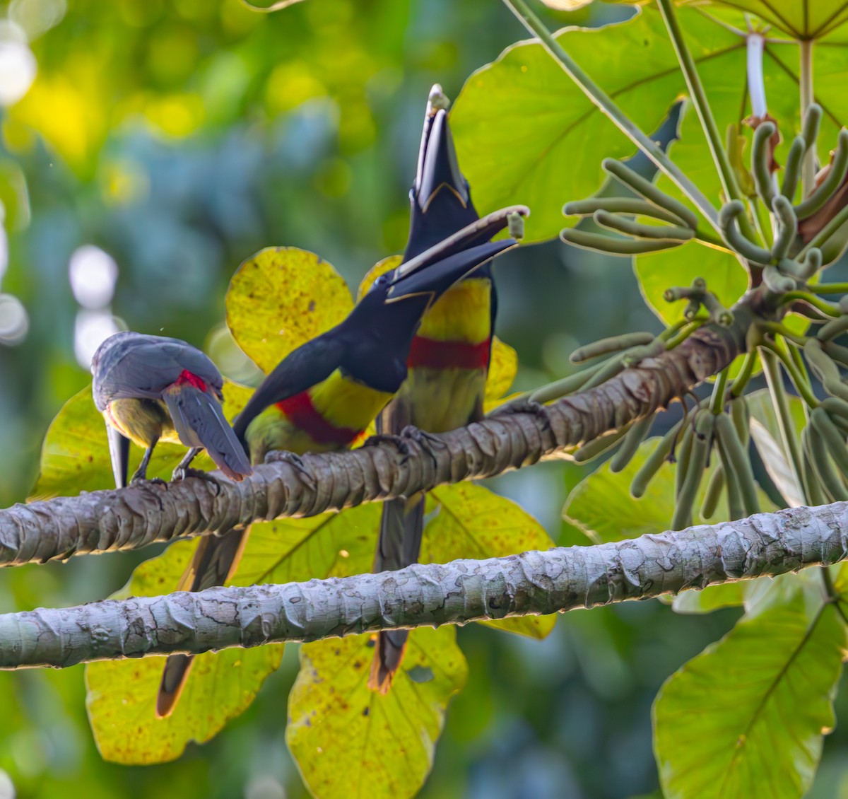 Black-necked Aracari - ML642647022
