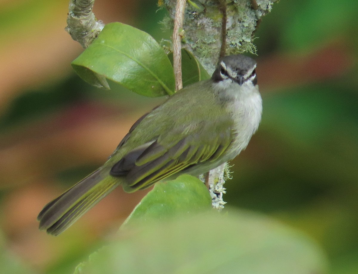 Venezuelan Tyrannulet - ML642647031