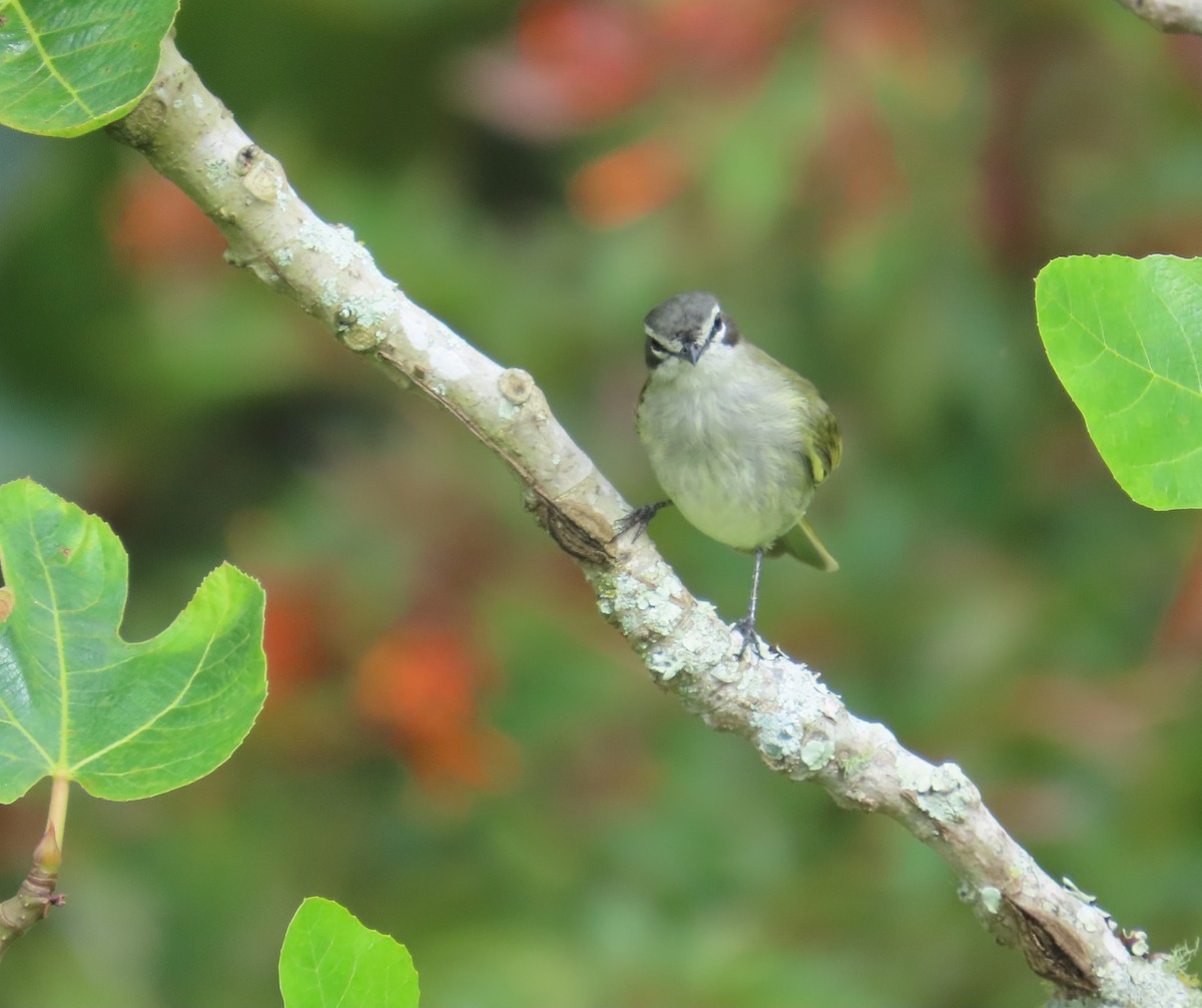 Venezuelan Tyrannulet - ML642647034