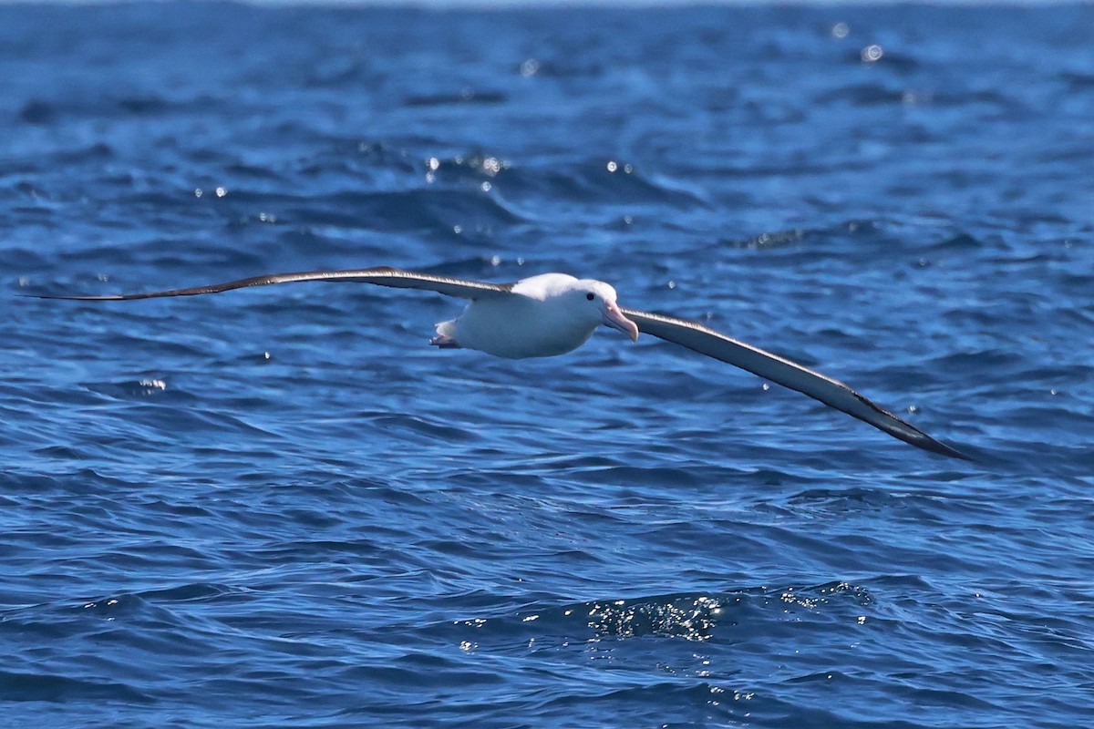 Southern Royal Albatross - ML642647045