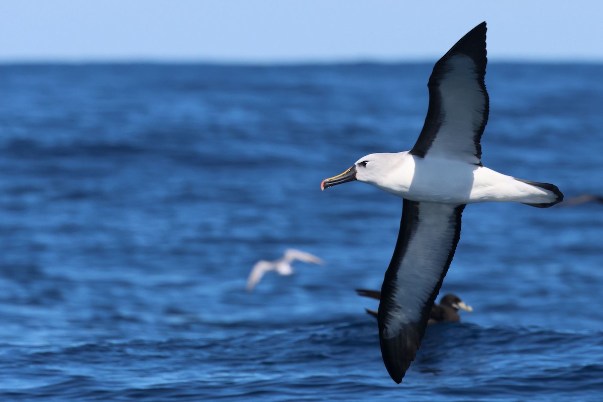 Atlantic Yellow-nosed Albatross - ML642647049