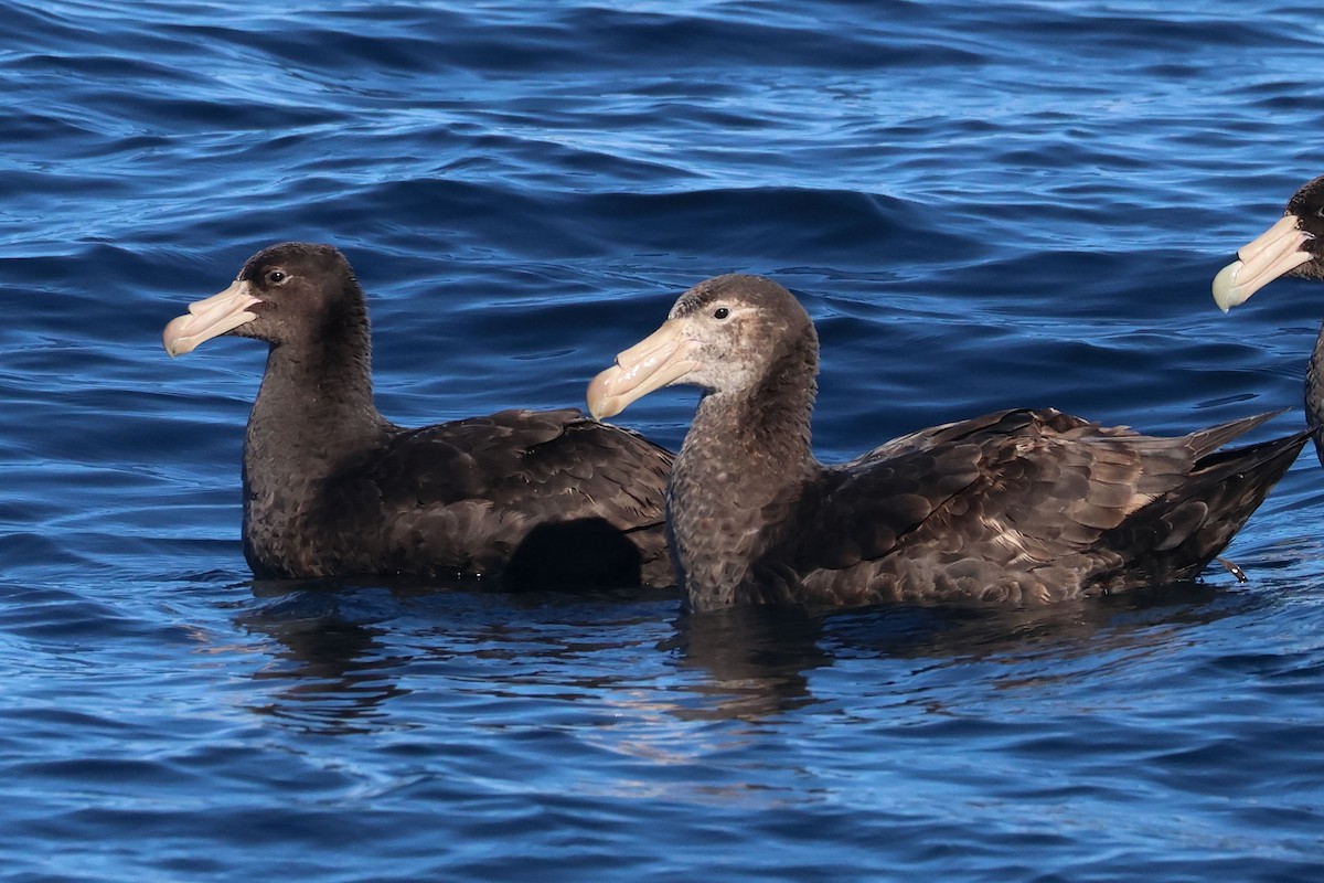 Northern Giant-Petrel - ML642647062