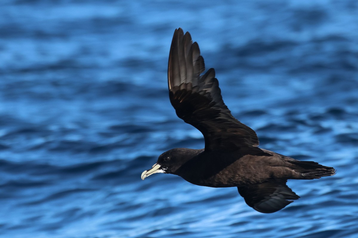 White-chinned Petrel - ML642647065