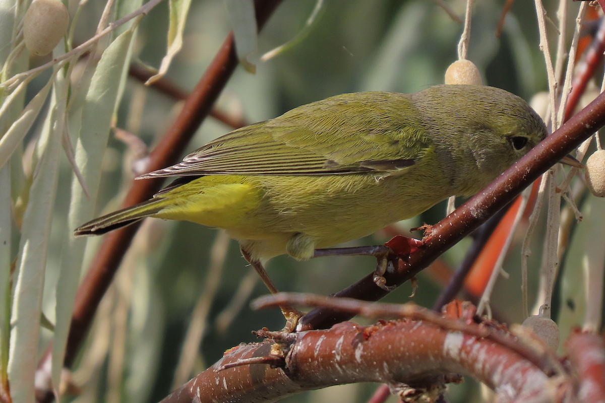 Orange-crowned Warbler - ML642647074