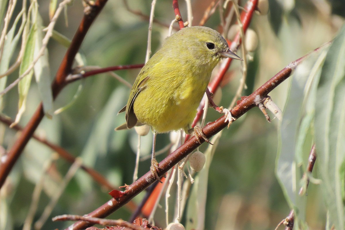 Orange-crowned Warbler - ML642647075