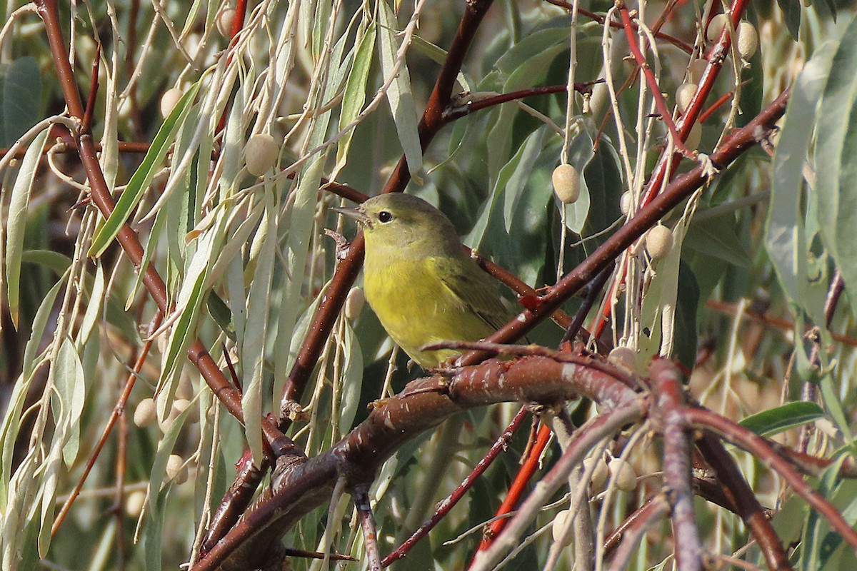 Orange-crowned Warbler - ML642647084